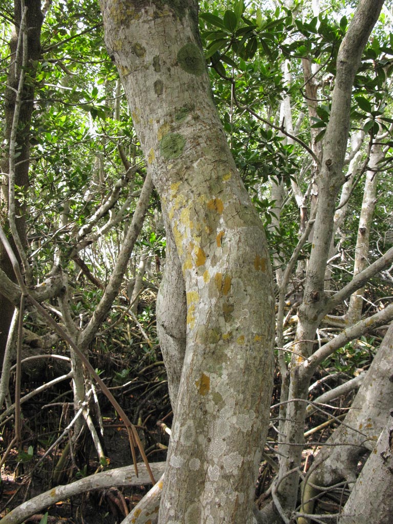 Rhizophora mangle trunk